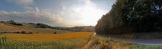 Sonnenblumen-Toscana