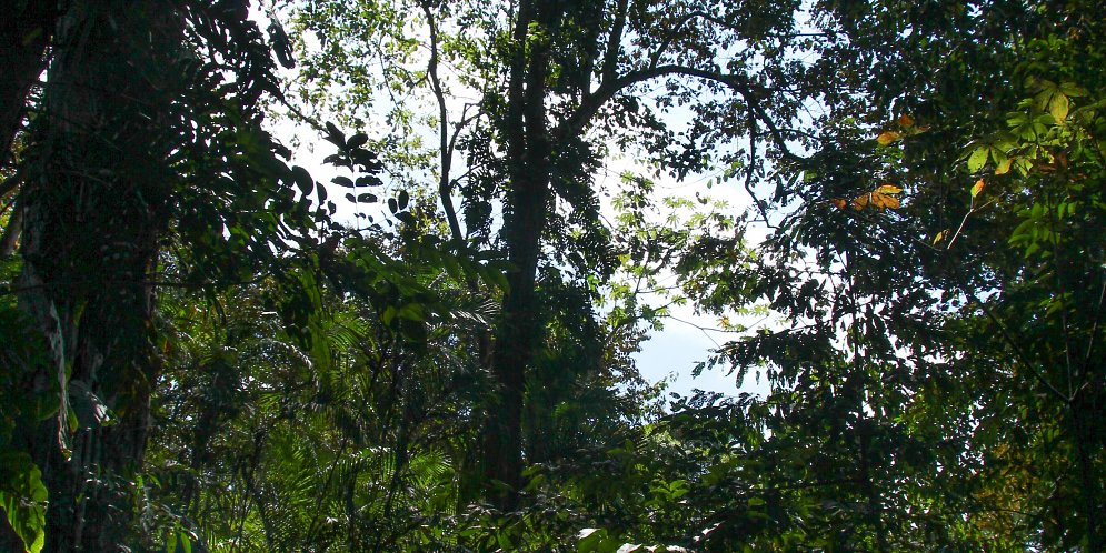 Mittelamerika Dschungel