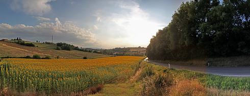 Sonnenblumen Toscana 