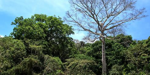 Mittelamerika Wald 