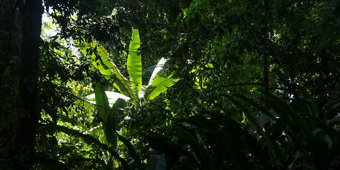 Pflanzen Costa Rica 